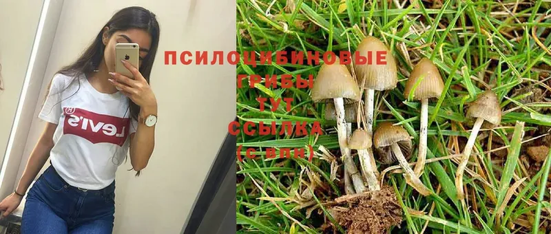 Псилоцибиновые грибы Psilocybe  Клин 